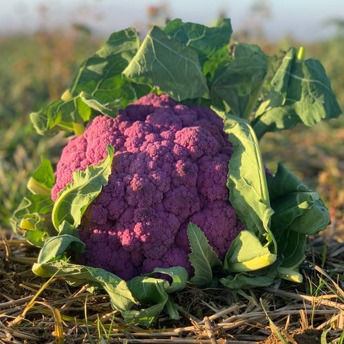 Photo de: Chou Fleur Violet